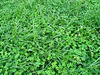 in amongst the grass1
