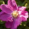 Purple flower