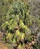 native palm1