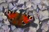 Peacock butterfly