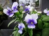 blue pansies