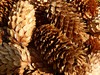Pine Cones