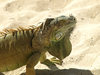 Iguana
