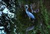 Blue Heron 02