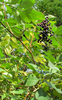 elder
