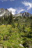 Mountain flower meadows