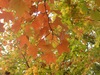 Autumn Peach