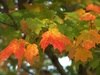 Autumn Glory