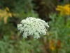 Autumn Lace