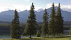 Conifer landscape