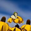 Cabbage white butterfly