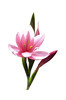 Delicate pink