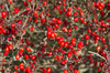 Red autumn berries