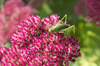 Bush-cricket