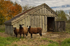 Sheeps