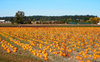 pumpkin patch 2