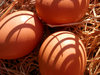 fresh eggs