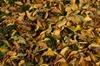 Leafs on the lawn