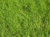 Grass