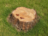 Stump
