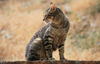 The cat on the wall