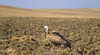 Vulture