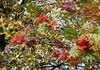 Rich Red Autumn