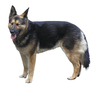 German Shepherd smiling