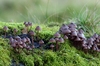 Mushrooms on a log