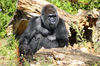 Mother and baby Gorilla