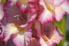 rose lily