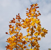 autumn colors