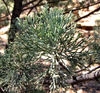 sheoak foliage2