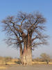 huge tree