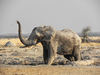 elephant in mud