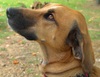 Hound Dog Close-up