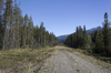 Track through forest