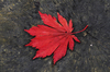 Autumn leaf
