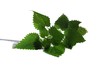 nettle