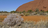 Uluru 1