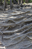 Tree roots