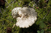 Toadstool