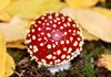 Fly agaric