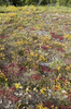 Autumn mountain foliage
