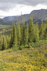 Autumn mountain foliage