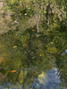 Water reflections