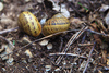 Snails