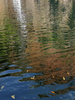 Water reflections
