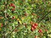 dog rose