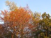 autumn tree